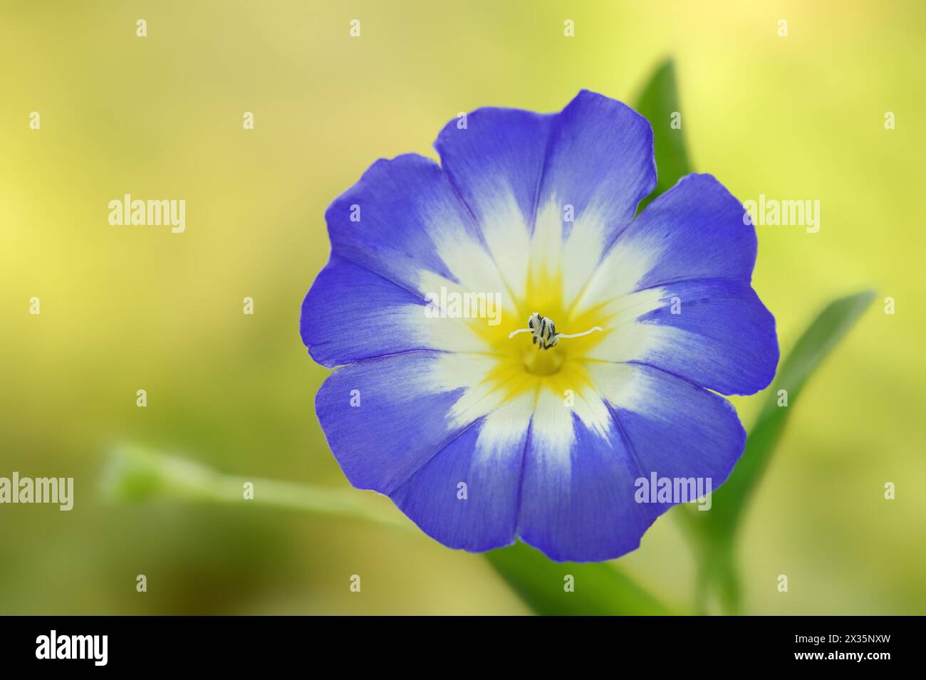Lièvre tricolore ou lièvre tricolore (Convolvulus tricolor), fleur, Rhénanie-du-Nord-Westphalie, Allemagne Banque D'Images