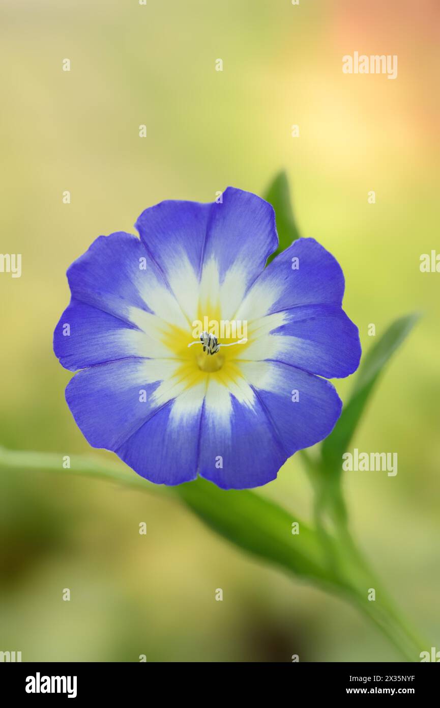 Lièvre tricolore ou lièvre tricolore (Convolvulus tricolor), fleur, Rhénanie-du-Nord-Westphalie, Allemagne Banque D'Images