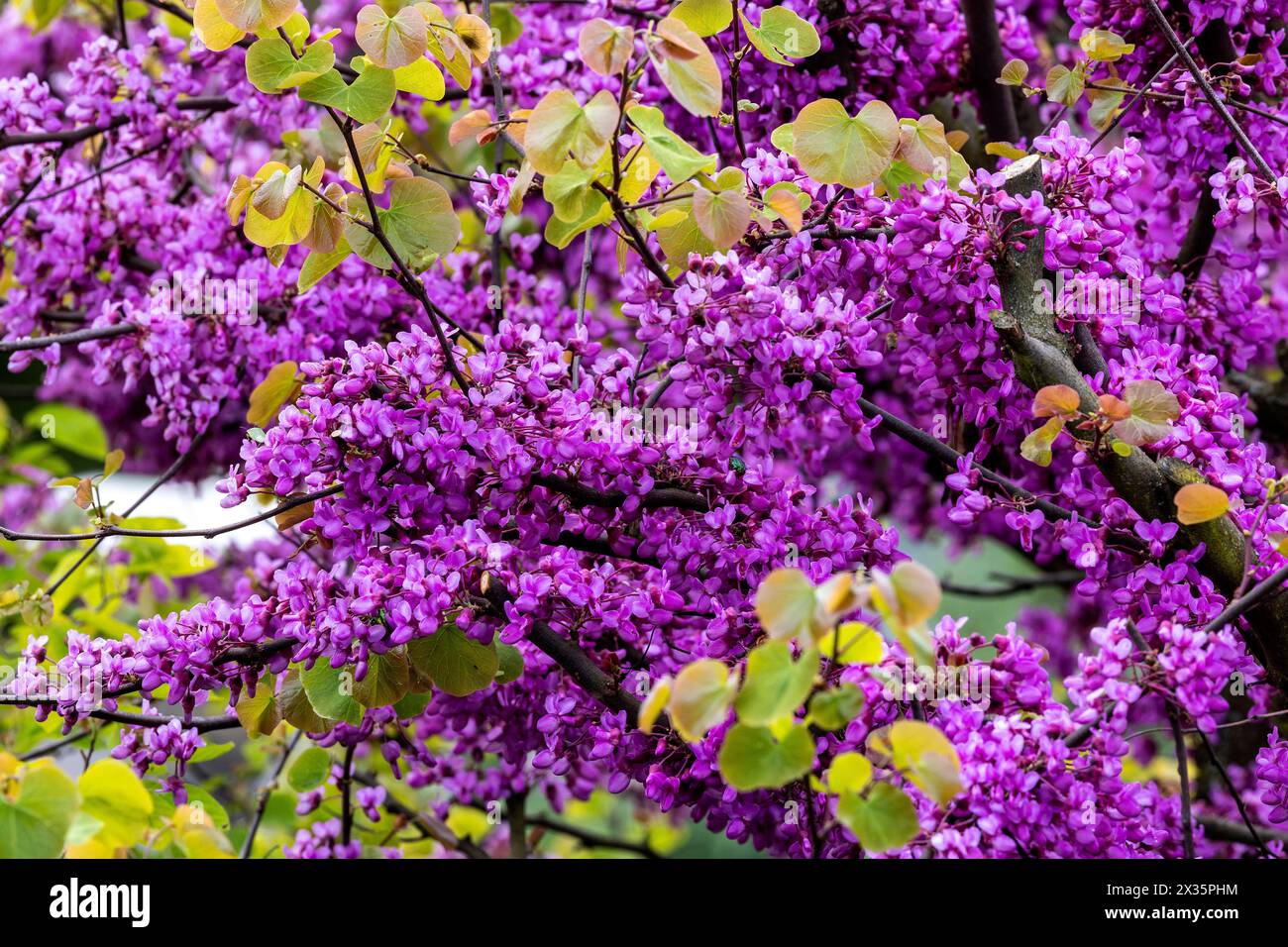 Fleurs de l'arbre Judas (Cercis siliquastrum), floraison, Bade-Wuertemberg, Allemagne Banque D'Images