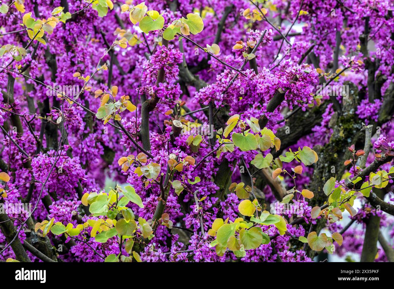 Fleurs de l'arbre Judas (Cercis siliquastrum), floraison, Bade-Wuertemberg, Allemagne Banque D'Images