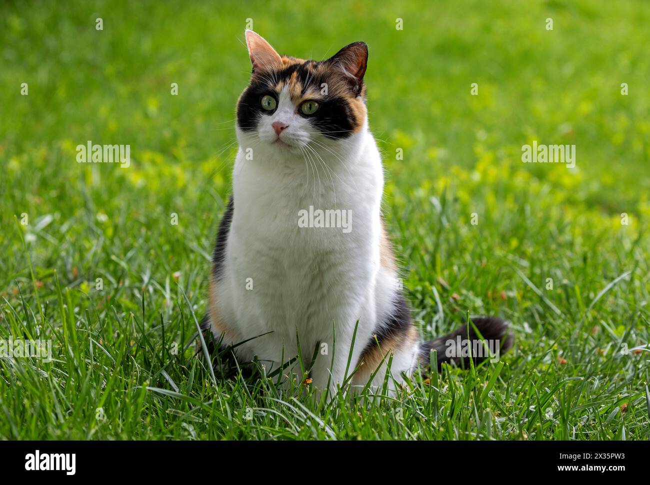 Chat, European Shorthair, felidae (Felis catus), tricolore, assis dans l'herbe, Bade-Wuertemberg, Allemagne Banque D'Images