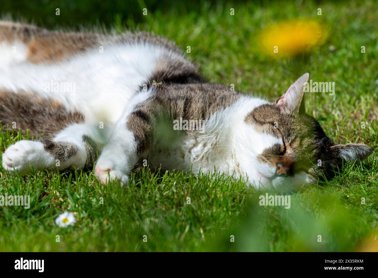 Chat domestique snoozing et content (Felis catus), Blaustein, Bade-Wuerttemberg, Allemagne Banque D'Images
