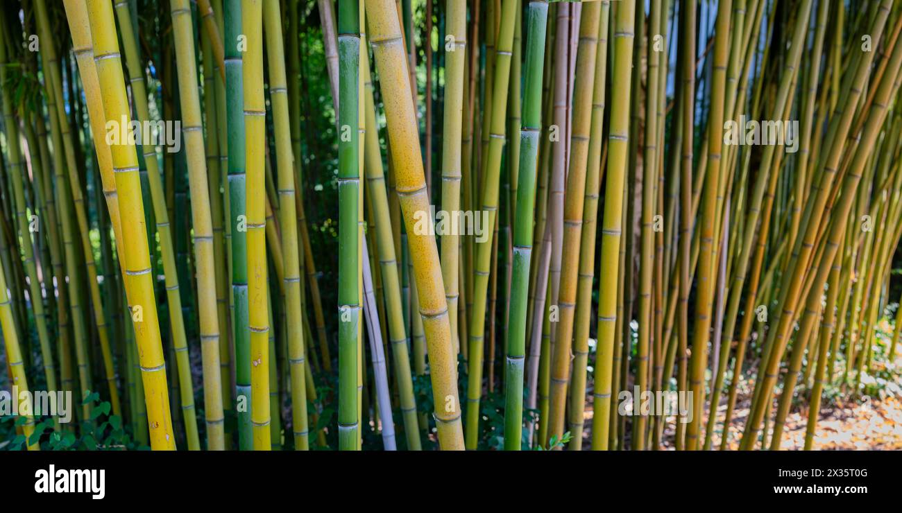 Bambou jaune brut, Phyllostachys aureosulcata, région du lac de Constance, Bade-Wuertemberg, Allemagne Banque D'Images