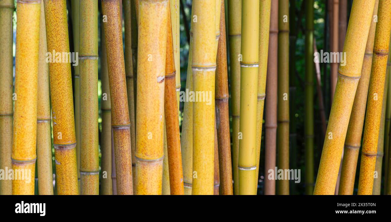 Bambou jaune brut, Phyllostachys aureosulcata, région du lac de Constance, Bade-Wuertemberg, Allemagne Banque D'Images