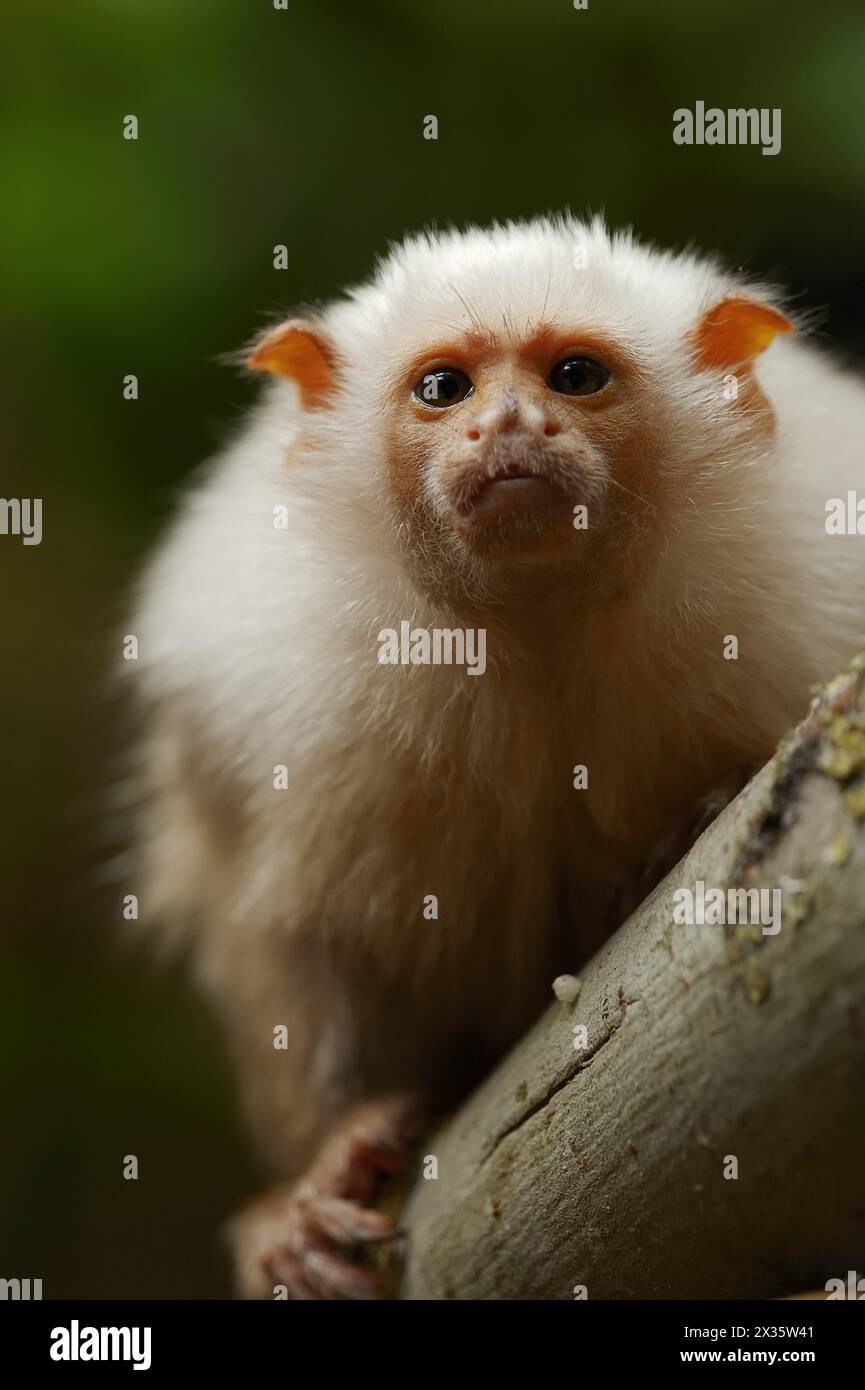 Singe argenté ou marmoset argenté (Mico argentatus, Callithrix argentata), captif, présent en Amérique du Sud Banque D'Images