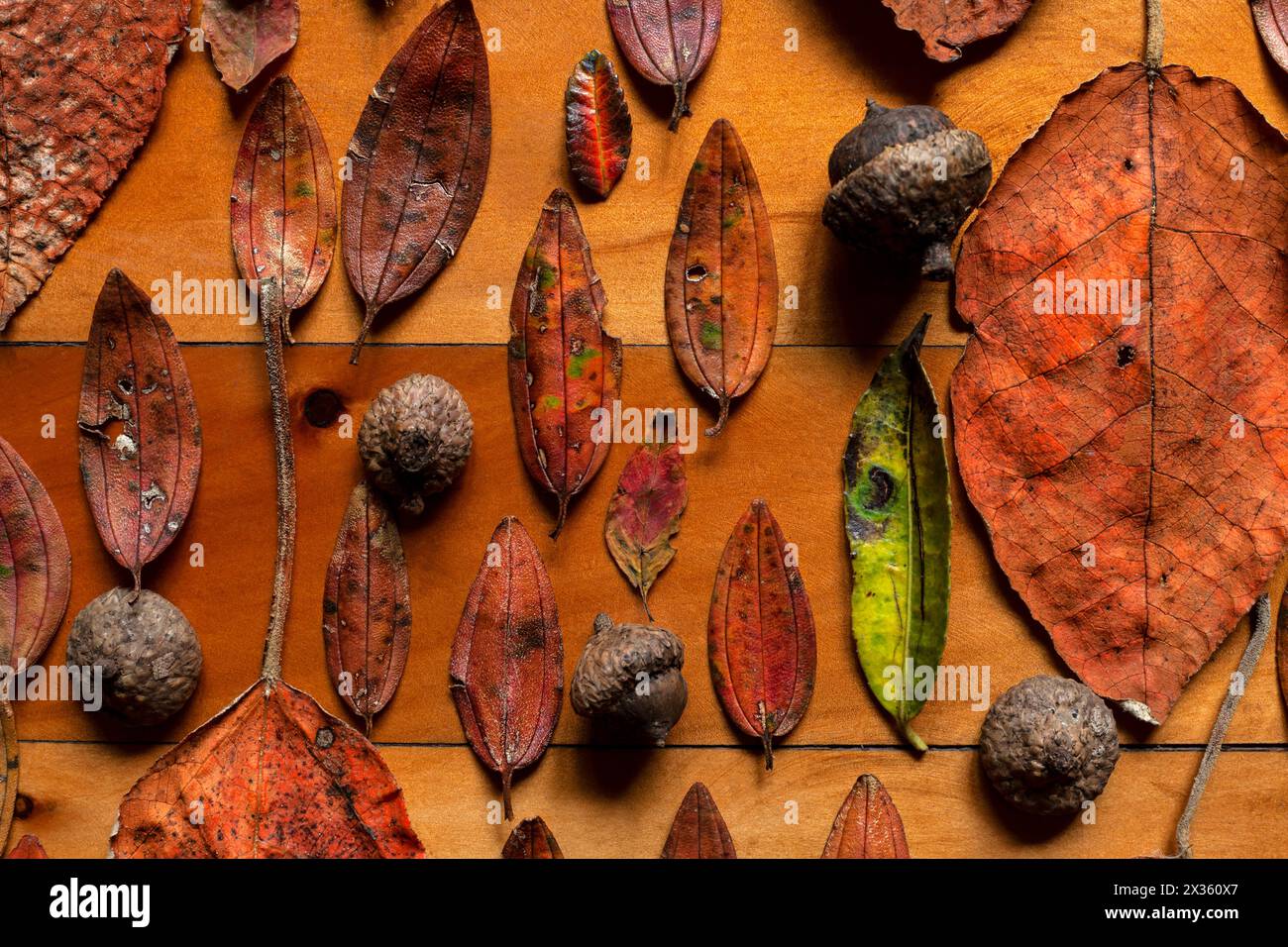 Les feuilles d'automne background Banque D'Images