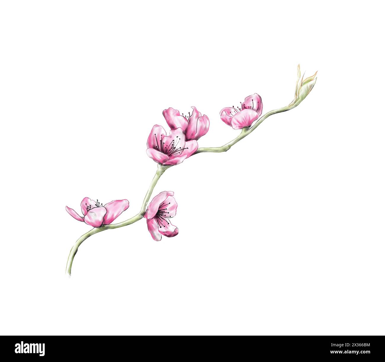 Branche d'arbre de sakura fleurie avec des fleurs roses sur fond blanc, illustration Banque D'Images
