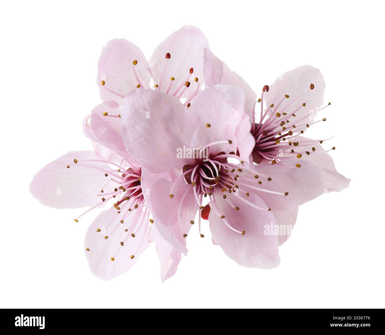 Belles fleurs d'arbre printanier isolées sur blanc Banque D'Images