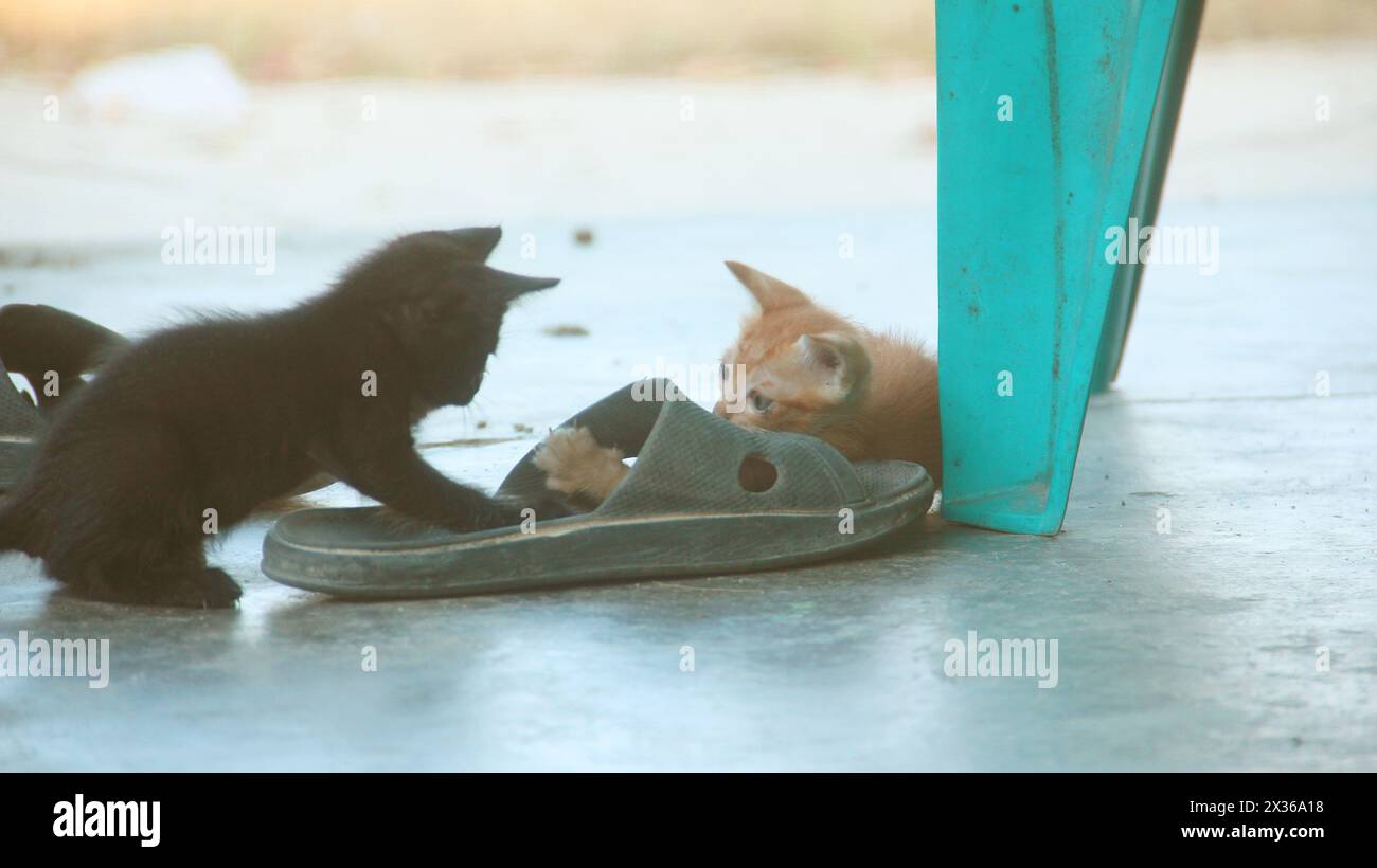 Chaton jouant avec d'autres chatons Banque D'Images