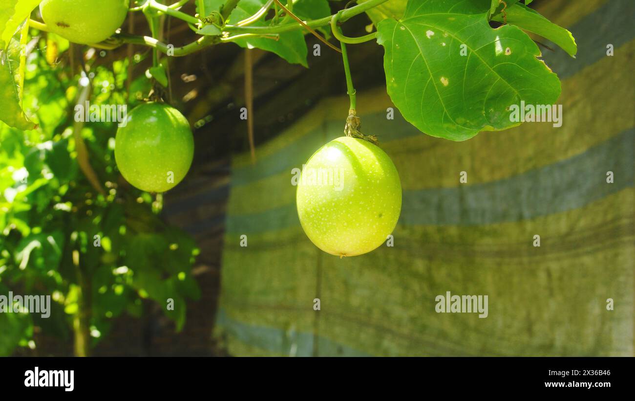 Fruits et passion arbres fruitiers qui sont encore sur l'arbre Banque D'Images