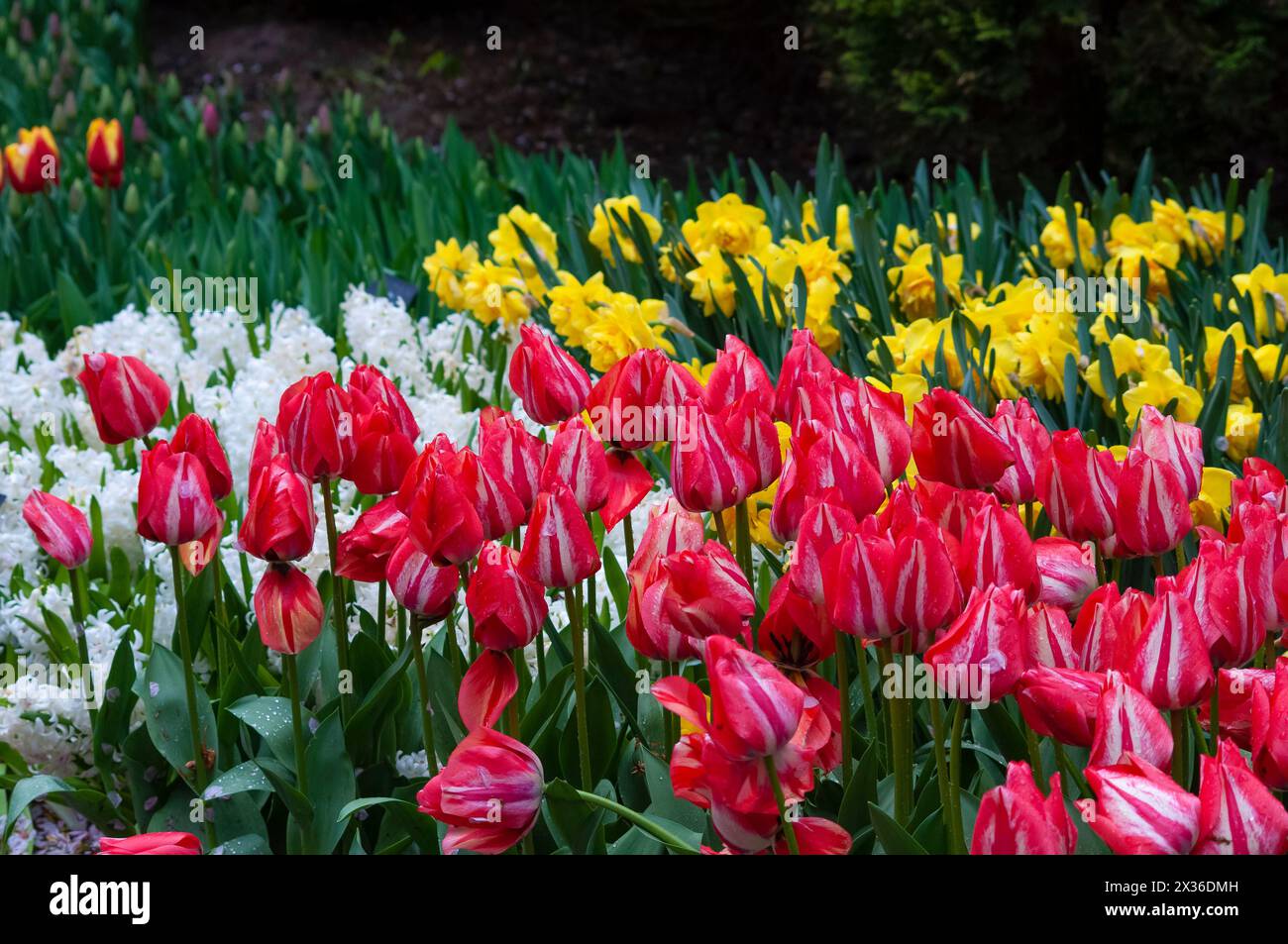 Parc de fleurs et tulipes de Keukenhof aux pays-Bas. Beau paysage extérieur à Holland Banque D'Images