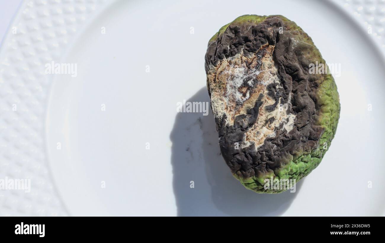 Fruits abîmés. La mangue verte crue blanche moisie gâtée a développé des moisissures blanches et des champignons Banque D'Images