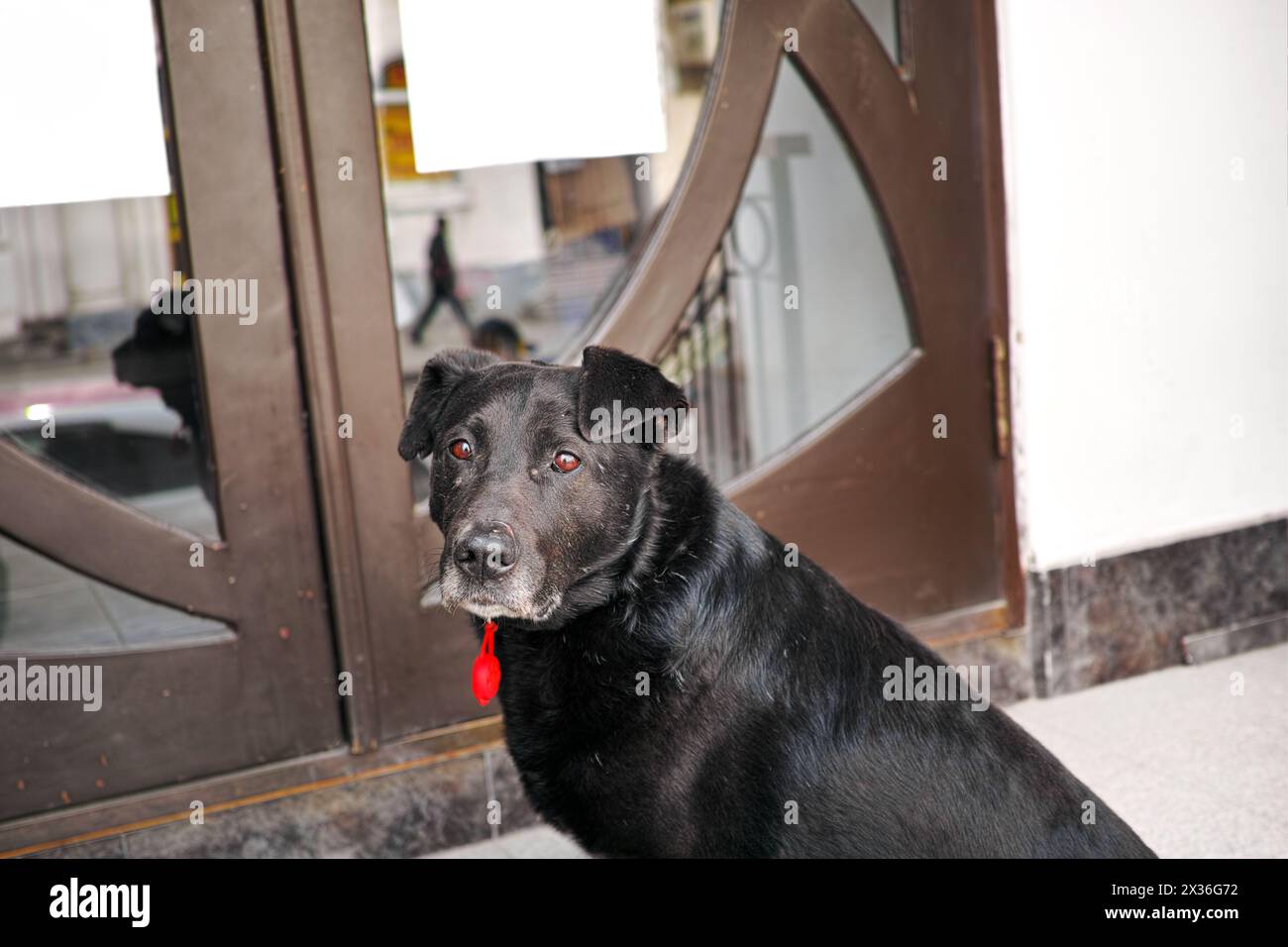 vieux chien noir avec le visage contrarié et étiquette rouge de cou attendant à l'extérieur de la porte verrouillée Banque D'Images