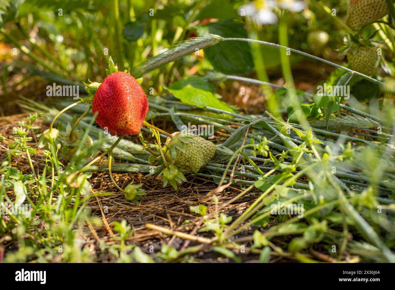 Plante de fraise. Arbuste de fraises dans le jardin avec des baies mûres et non mûres pondant sur de la paille. Vue de dessus. Banque D'Images