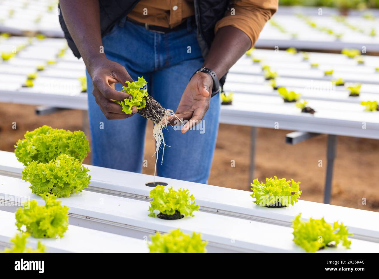 Jeune agriculteur afro-américain examinant de la laitue dans une serre d'une ferme hydroponique Banque D'Images