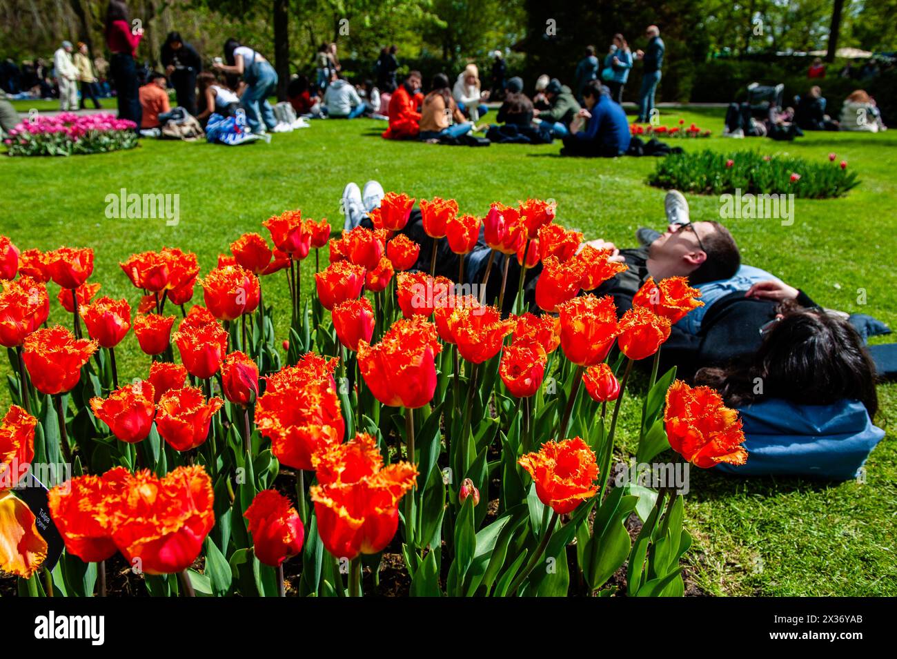 21 avril, lisse. Keukenhof est également connu comme le jardin de l'Europe l'un des plus grands jardins de fleurs du monde et est situé à lisse, aux pays-Bas. En plus des millions de tulipes, jonquilles et jacinthes dans le parc, les spectacles de fleurs à l'intérieur des pavillons sont devenus plus grands et plus beaux. Banque D'Images