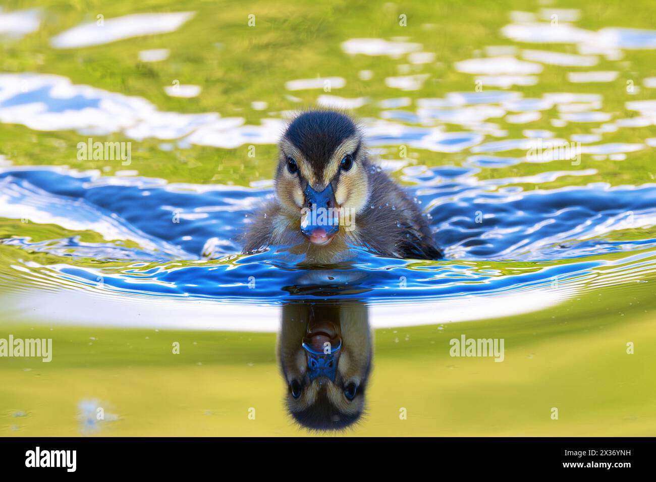 Reflets de canard colvert mignon nageant sur l'eau, canard nouveau-né sur l'étang (Anas platyrhynchos) Banque D'Images