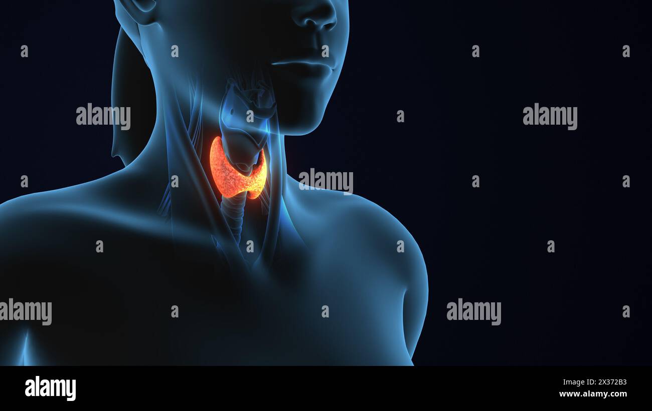 Anatomie 3D de la glande thyroïde du corps humain Banque D'Images