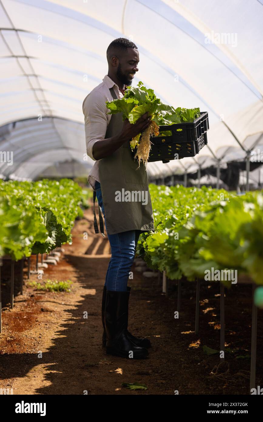 Un jeune agriculteur afro-américain tenant une caisse de laitue dans une serre d'une ferme hydroponique. Porter un tablier vert, jeans, bottes, et a sh Banque D'Images