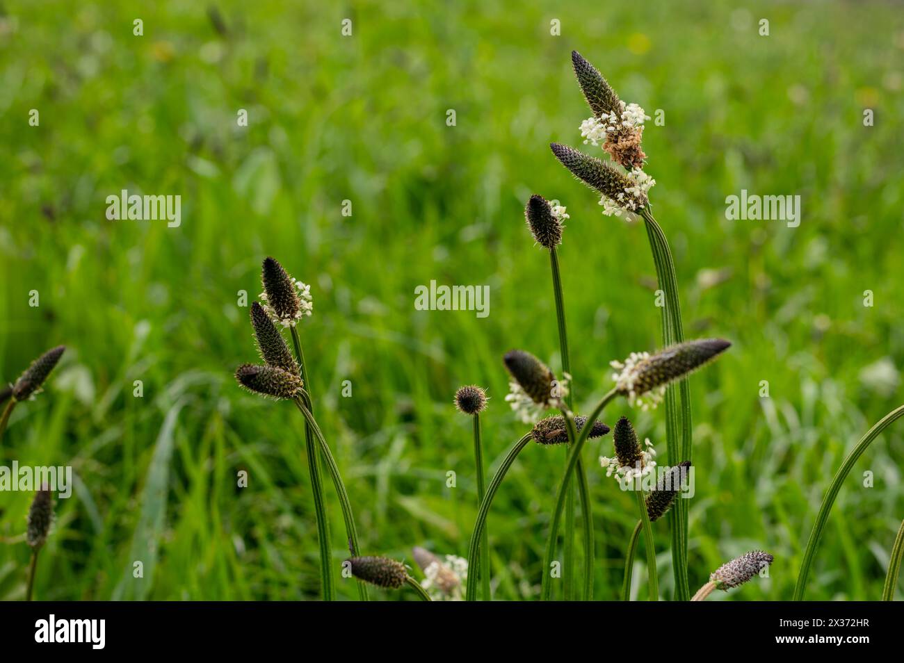 Fleurs de Plaintain à l'armoise nervurée, Plantago lanceolata, près de Herstmonceux, Angleterre Banque D'Images