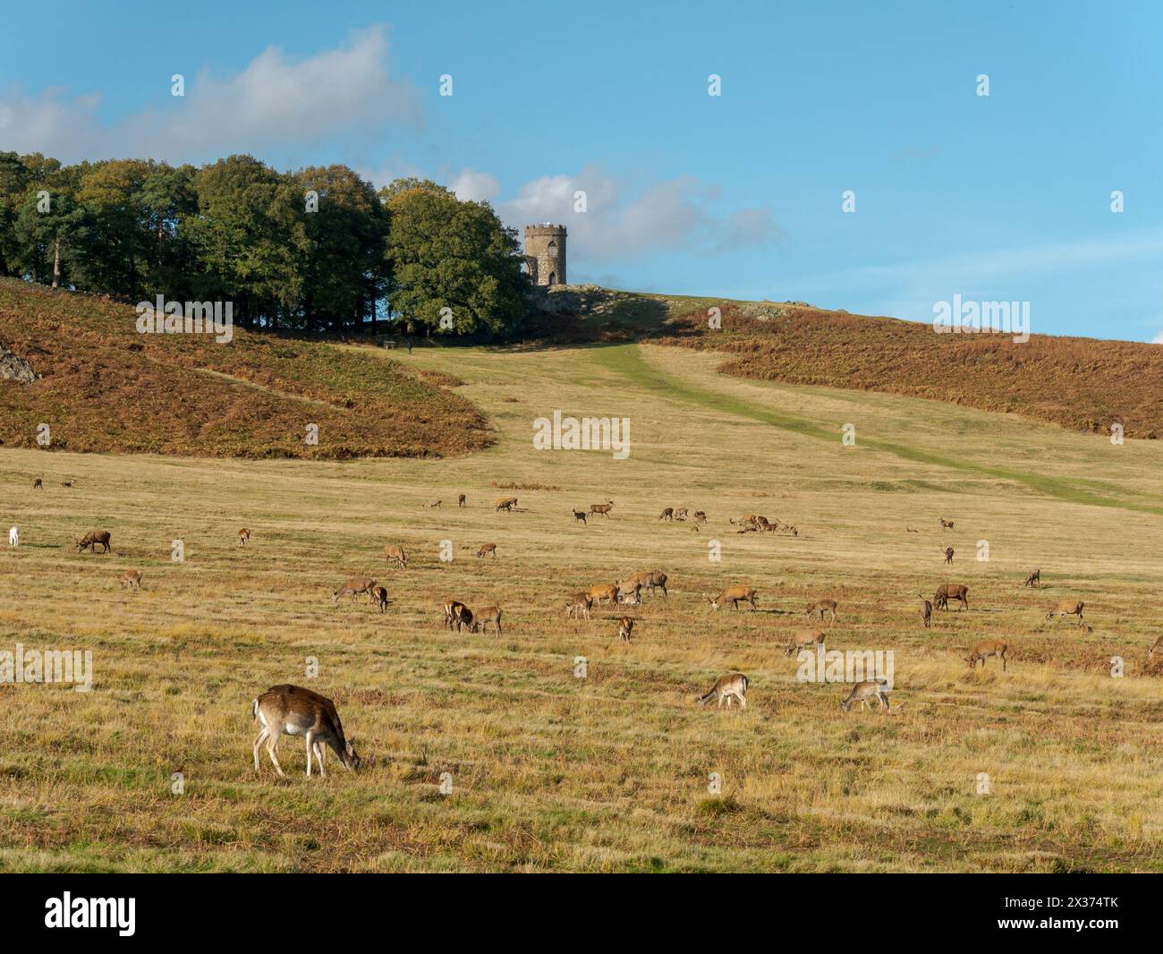Old John Folly sur la ligne d'horizon avec pâturage du troupeau de cerfs rouges au premier plan, Bradgate Park, Newtown Linford, Leicestershire, Angleterre, ROYAUME-UNI Banque D'Images