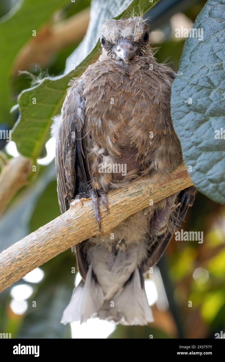 Un bébé pigeon qui est tombé de son nid dans un arbre s'accroche à une branche Banque D'Images