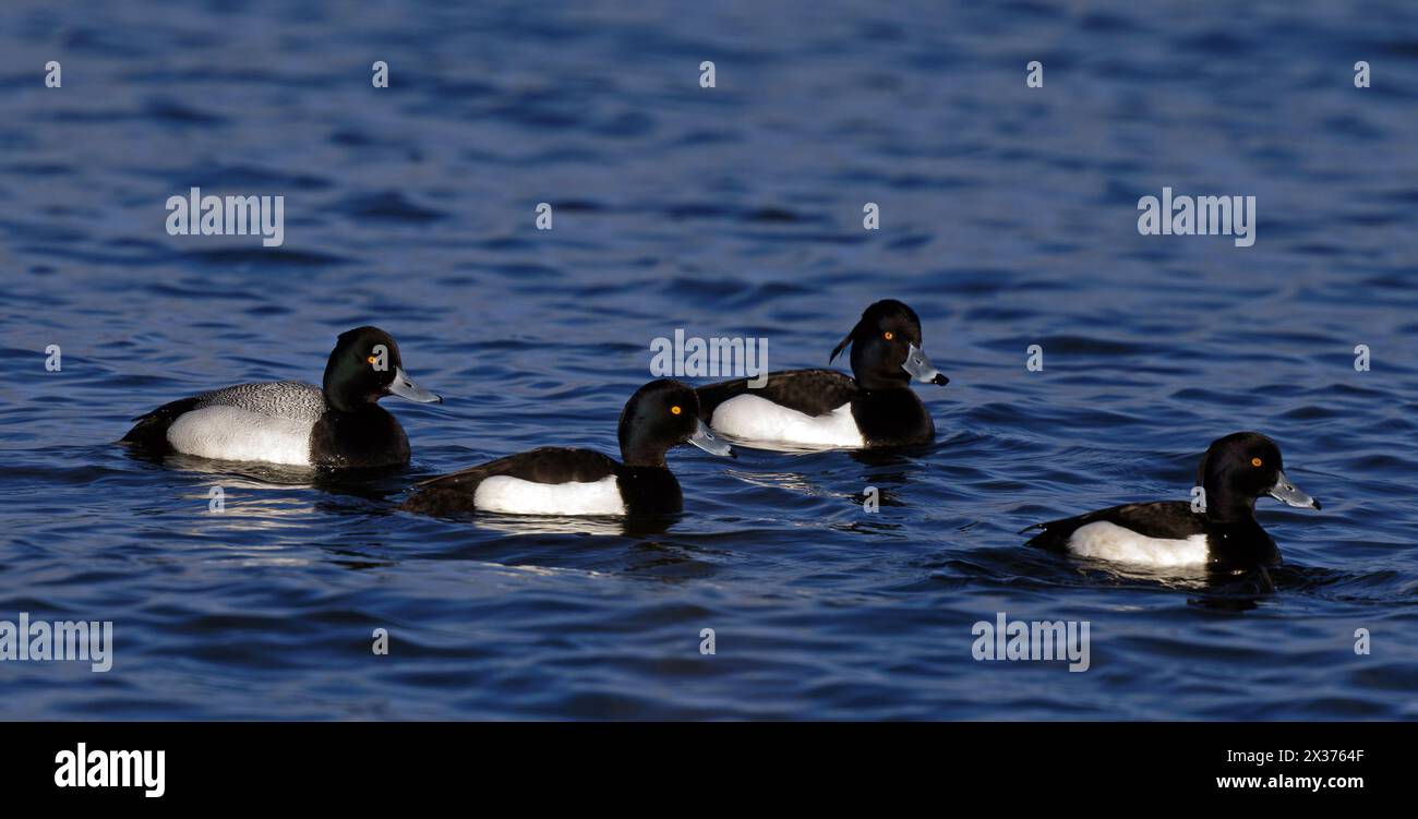 Petite croûte nageant avec des canards touffetés Banque D'Images