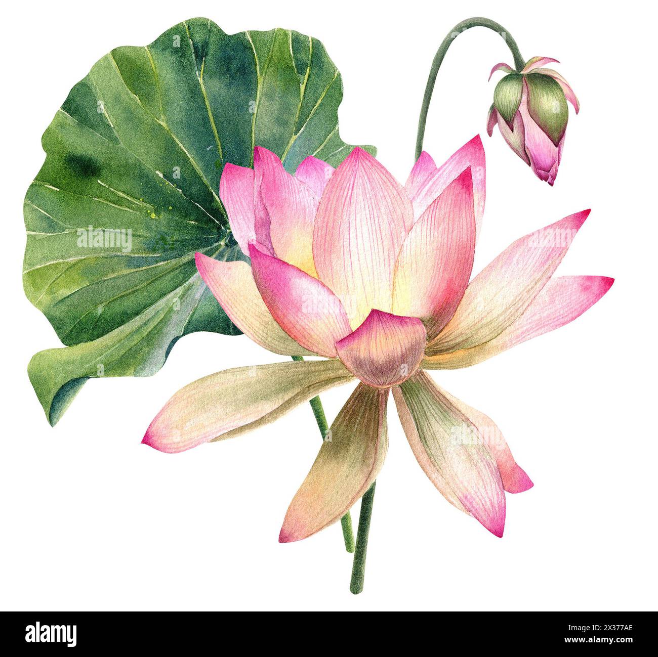 Ensemble de fleurs de Lotus, aquarelle, réaliste, feuilles illustrations, peint à la main, fleur d'eau rose, nénuphar, graines, peinture botanique, floral, spa Banque D'Images