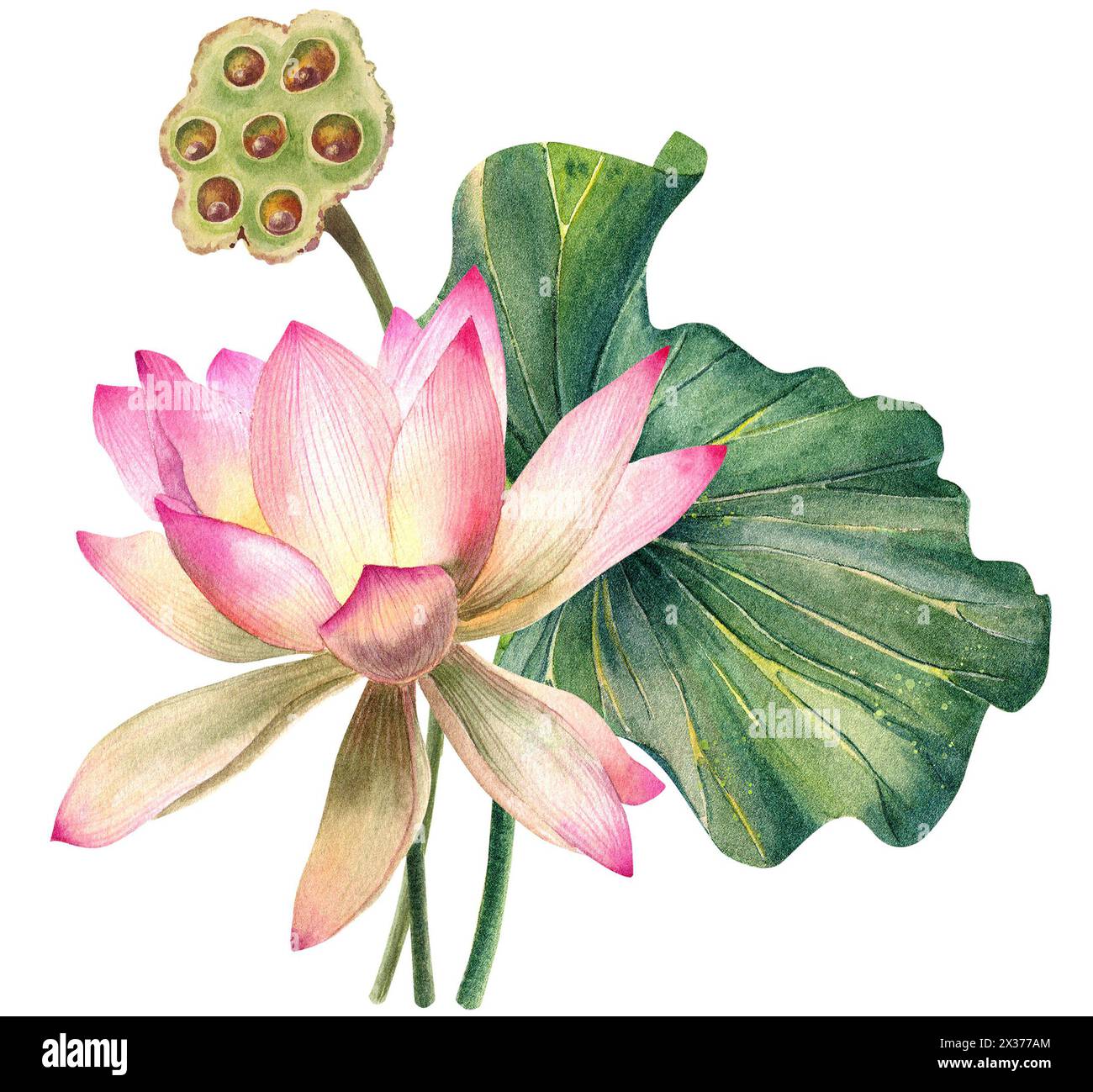 Ensemble de fleurs de Lotus, aquarelle, réaliste, feuilles illustrations, peint à la main, fleur d'eau rose, nénuphar, graines, peinture botanique, floral, spa Banque D'Images