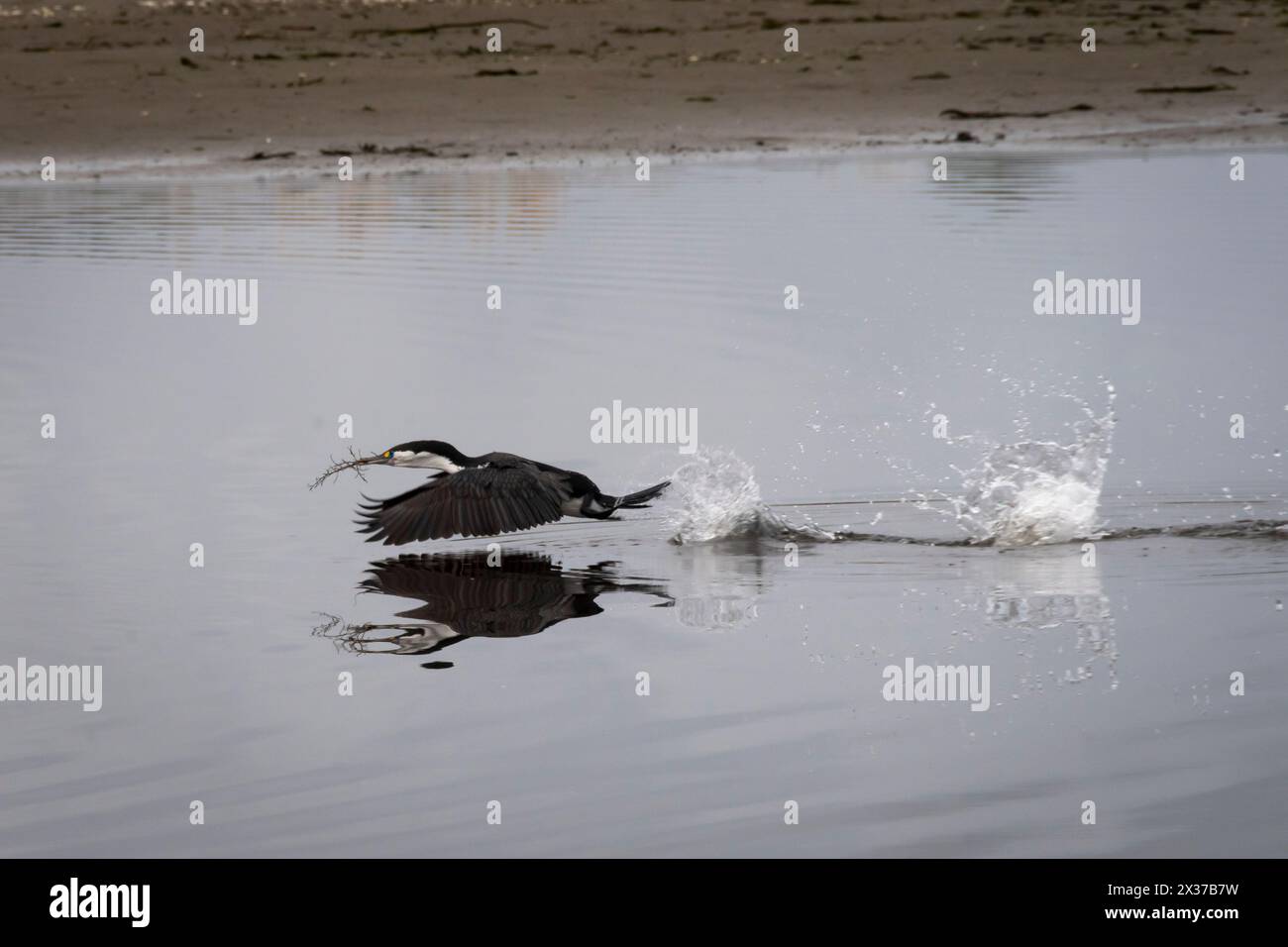 Pied Cormorant, décollant de l'estuaire de Waimea, Waikanae, Wellington, Île du Nord, Nouvelle-Zélande Banque D'Images
