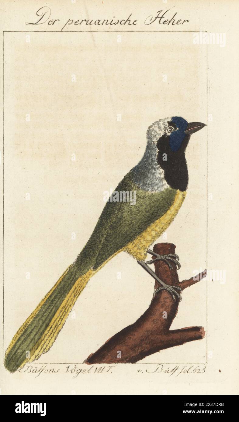 Inca jay ou querrequerre, Cyanocorax yncas. Der peruanische Heher, Grünhäher, Geai vert, le Geai de Perou, Corvus yncas. Gravure sur cuivre colorée à la main d’après une illustration de François-Nicolas Martinet de l’édition de Bernhard Christian Otto de Naturgeschichte der Vogel, histoire naturelle des oiseaux, Ben Joachim Pauli, Berlin, 1781, du Comte de Buffon. Banque D'Images