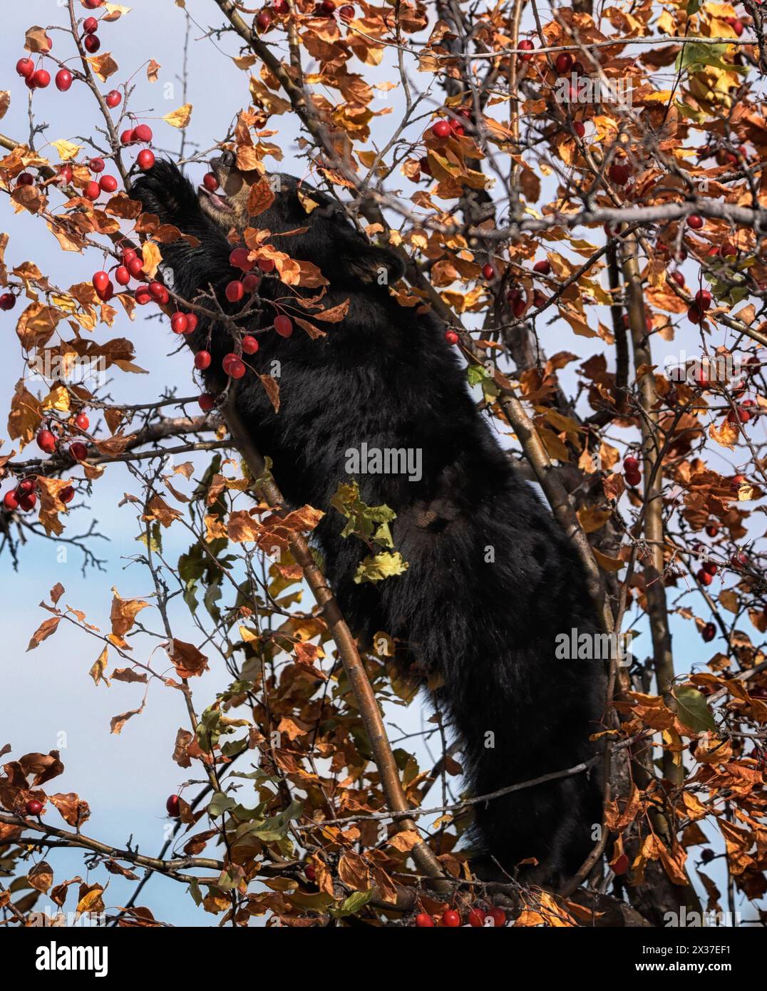 ours noir étendu dans un pommier de crabe à l'automne mangeant les pommes avec les feuilles d'automne dans les couleurs rouge orange et jaune Banque D'Images