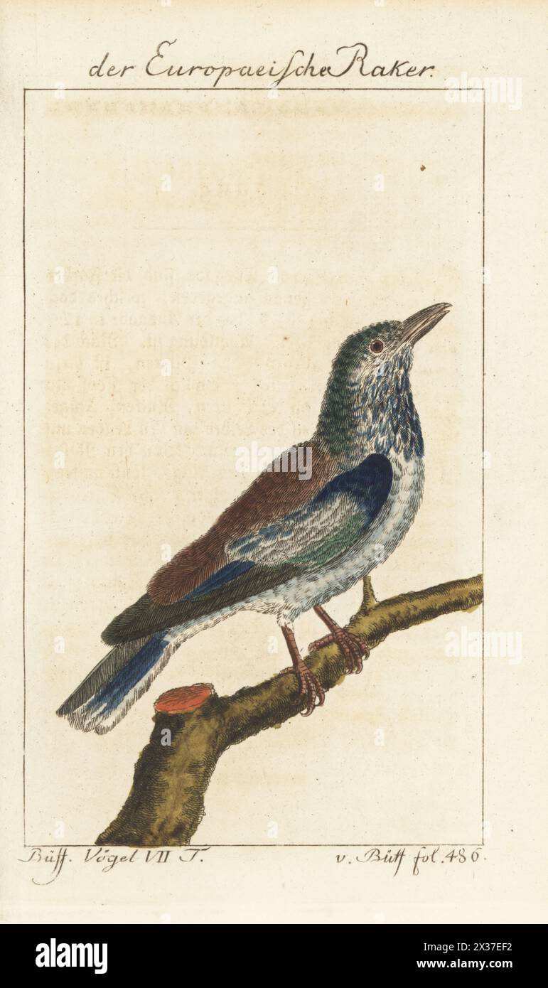 Rouleau européen ou rouleau bleu, Coracias garrulus. Der Europaeische Raker, Die Blauracke, le Rollier d'Europe. Gravure sur cuivre colorée à la main d’après une illustration de François-Nicolas Martinet de l’édition de Bernhard Christian Otto de Naturgeschichte der Vogel, histoire naturelle des oiseaux, Ben Joachim Pauli, Berlin, 1781, du Comte de Buffon. Banque D'Images