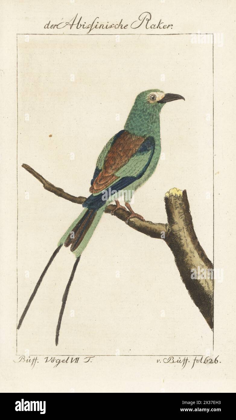 Rouleau abyssinien ou rouleau sénégalais, Coracias abyssinicus. Der Abissinische Raker, Die Senegalracke, le Rollier d'Abyssinie, Coracias abyssinica. Gravure sur cuivre colorée à la main d’après une illustration de François-Nicolas Martinet de l’édition de Bernhard Christian Otto de Naturgeschichte der Vogel, histoire naturelle des oiseaux, Ben Joachim Pauli, Berlin, 1781, du Comte de Buffon. Banque D'Images