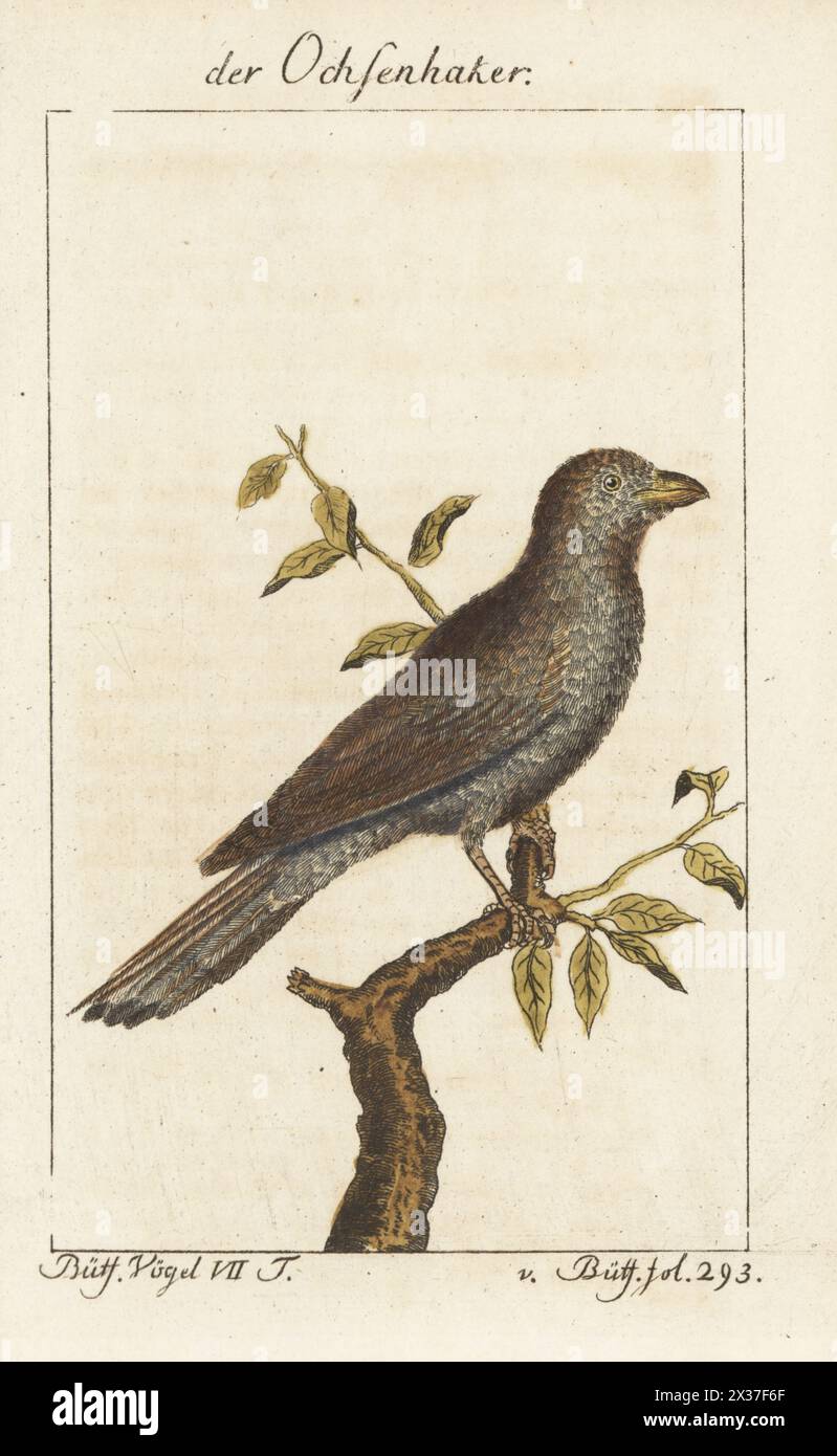 Pics à bec jaune, Buphagus africanus. Der Ochsenhaker, Der Gelbschnabel-Madenhacker, le Piquebœuf à bec jaune, Buphaga africana. Gravure sur cuivre colorée à la main d’après une illustration de François-Nicolas Martinet de l’édition de Bernhard Christian Otto de Naturgeschichte der Vogel, histoire naturelle des oiseaux, Ben Joachim Pauli, Berlin, 1781, du Comte de Buffon. Banque D'Images