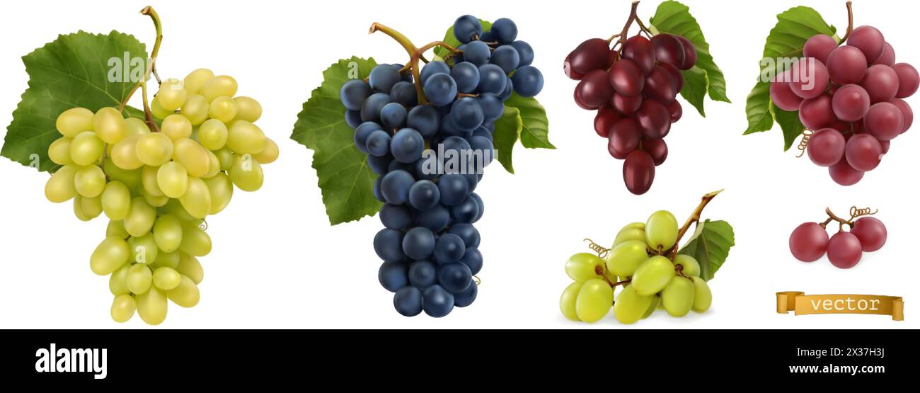 Raisins de cuve, raisins de table. Fruits frais, ensemble vectoriel réaliste 3D. Illustration de Vecteur