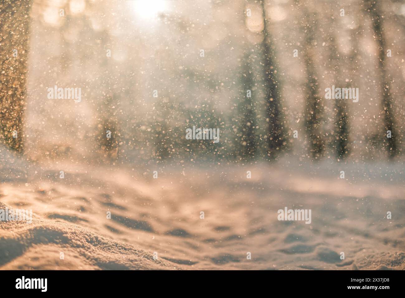 Neige tombante avec un doux bokeh dans une forêt d’hiver dorée sous la lumière chaude du lever du soleil. Lueur magique enneigée. Nature froide saisonnière, paysage forestier paisible et blanc Banque D'Images