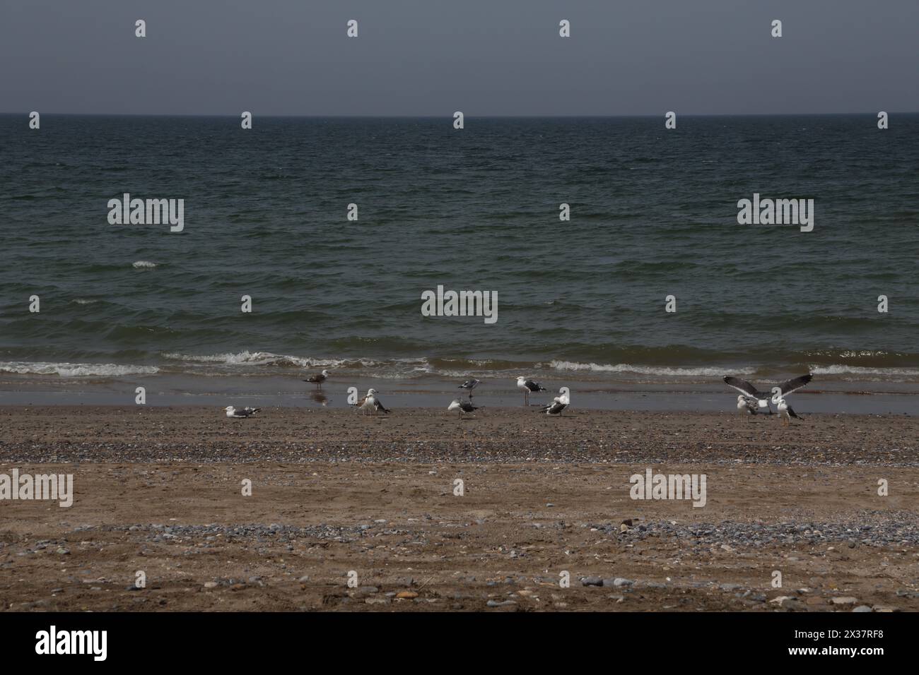 Mouettes sur la plage du golfe d'Oman Muscat Oman Banque D'Images