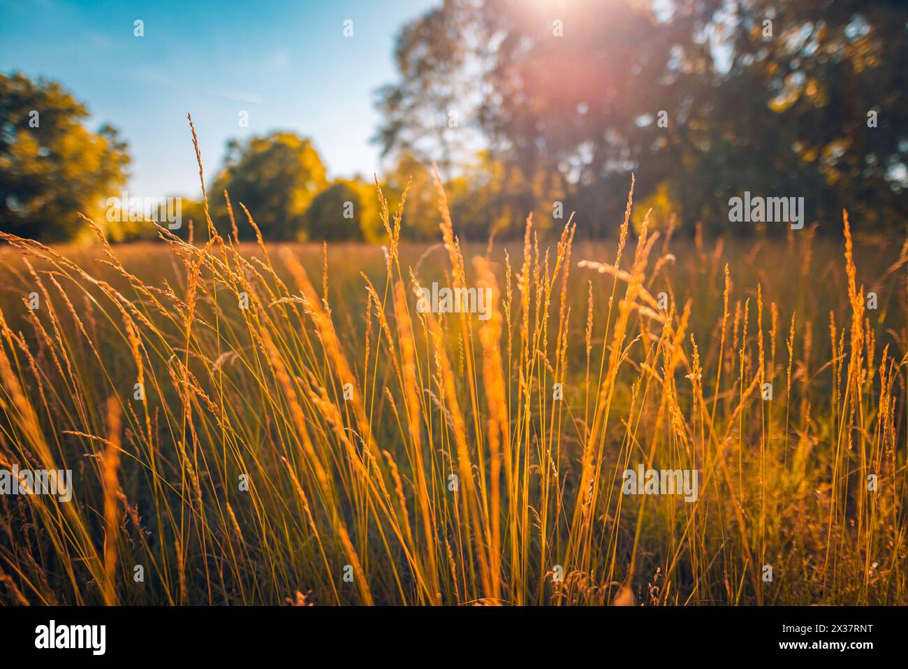 Paysage d'automne chaud abstrait de fleurs sauvages sèches herbe prairie heure dorée coucher du soleil lever du soleil. Nature d'automne tranquille en gros plan. Rêveur Banque D'Images