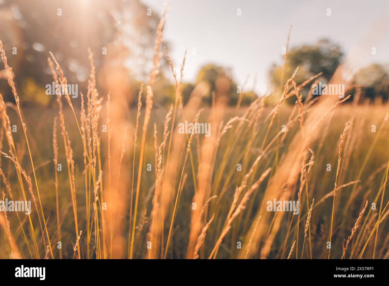 Paysage d'automne chaud abstrait de fleurs sauvages sèches herbe prairie heure dorée coucher du soleil lever du soleil. Nature d'automne tranquille en gros plan. Rêveur Banque D'Images