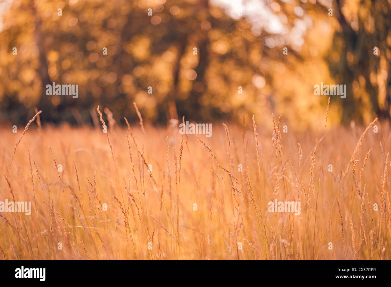Paysage d'automne chaud abstrait de fleurs sauvages sèches herbe prairie heure dorée coucher du soleil lever du soleil. Nature d'automne tranquille en gros plan. Rêveur Banque D'Images