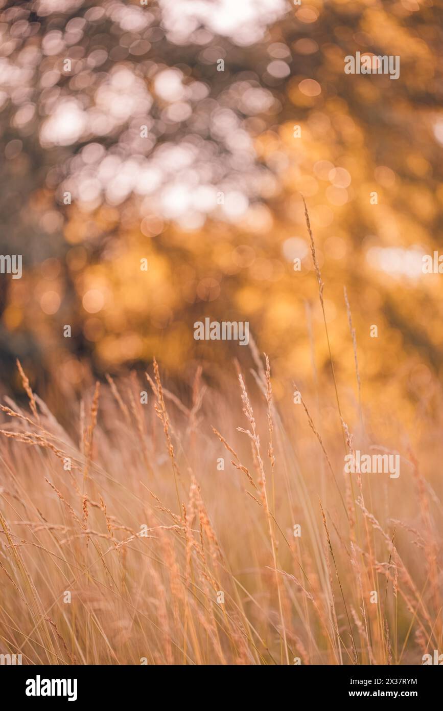 Paysage d'automne chaud abstrait de fleurs sauvages sèches herbe prairie heure dorée coucher du soleil lever du soleil. Nature d'automne tranquille en gros plan. Rêveur Banque D'Images