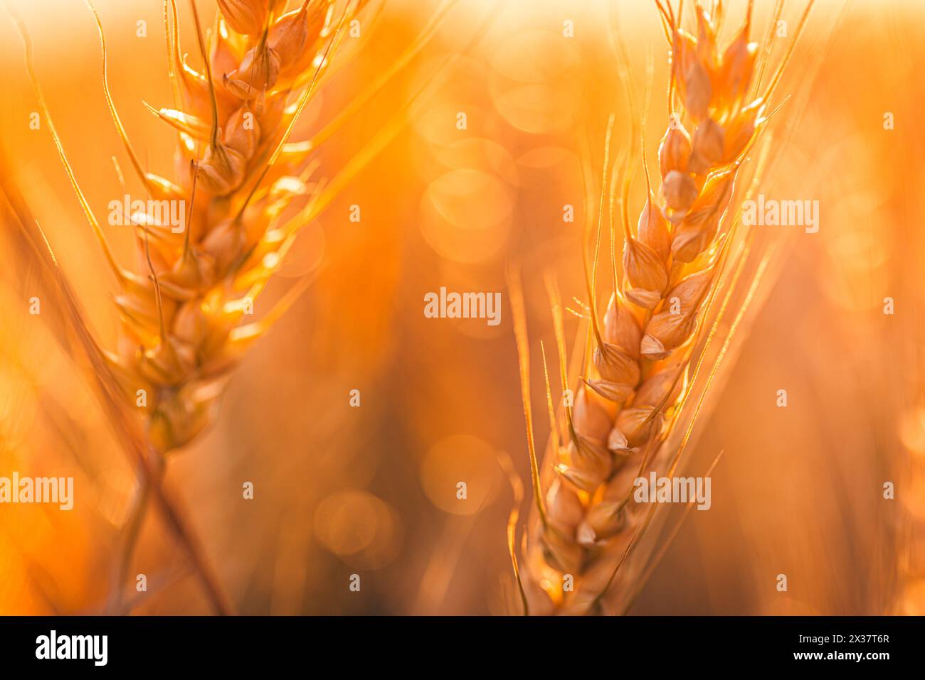 Gros plan d'un champ de blé doré sous un ciel bleu par une journée ensoleillée, avec une belle nature bokeh floue avec un fond de couleurs pastel doux Banque D'Images