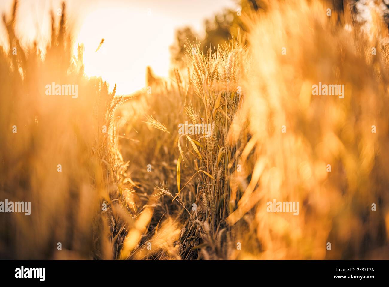 Gros plan d'un champ de blé doré sous un ciel bleu par une journée ensoleillée, avec une belle nature bokeh floue avec un fond de couleurs pastel doux Banque D'Images