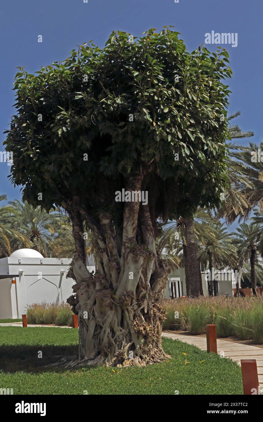 Figuier sacré (ficus religiosa) dans les jardins de l'Hôtel Chedi Muscat Banque D'Images