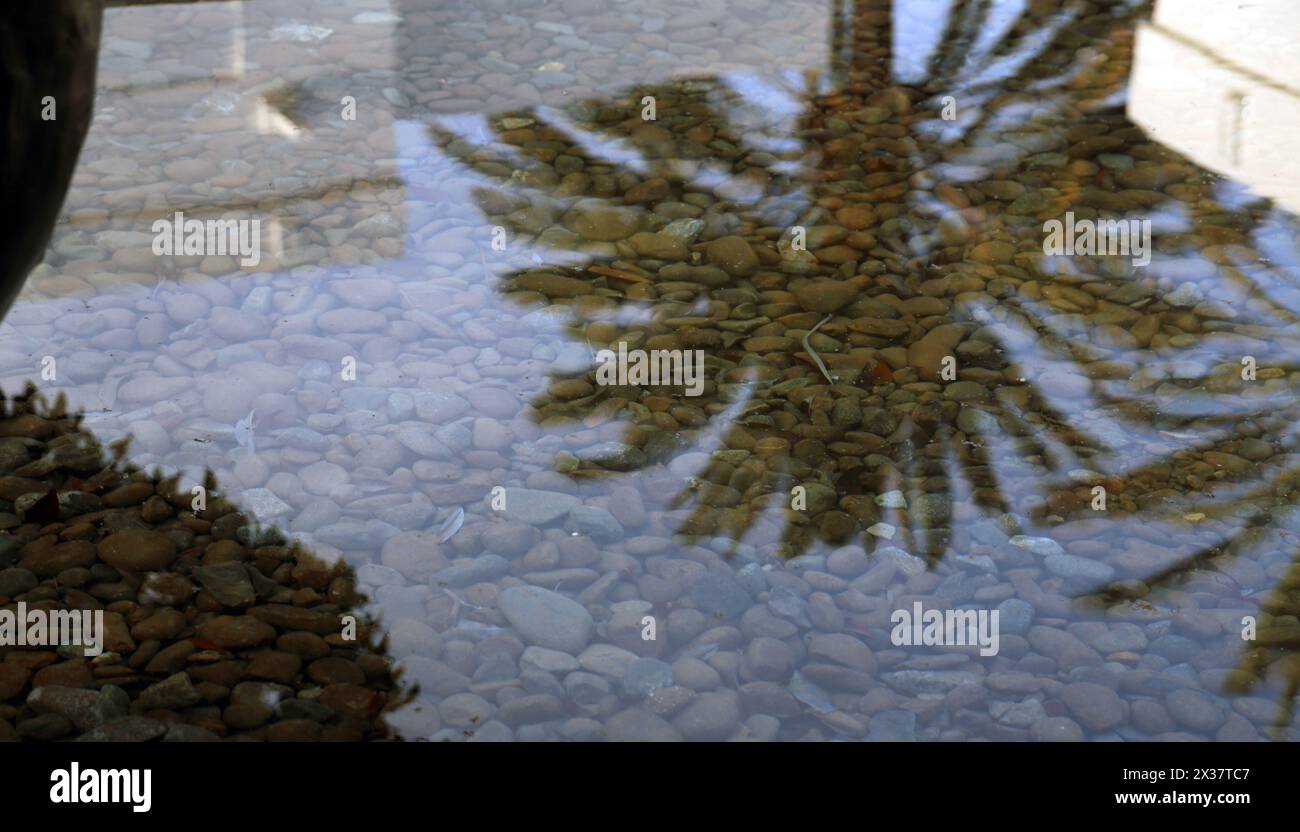 Date palmier reflet dans la pièce d'eau au Chedi Hotel Muscat Oman Banque D'Images