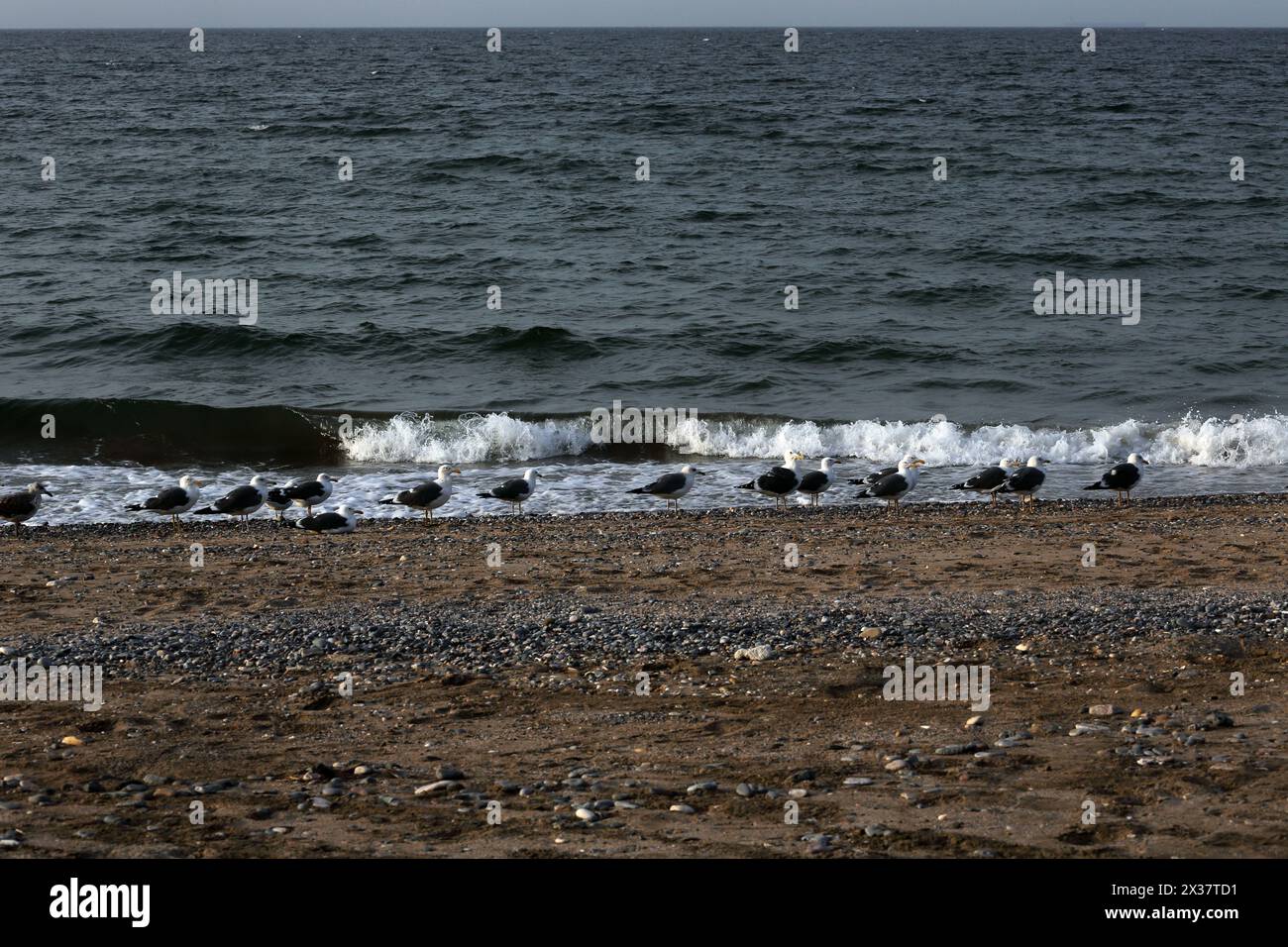 Mouettes sur la plage du golfe d'Oman Muscat Oman Banque D'Images