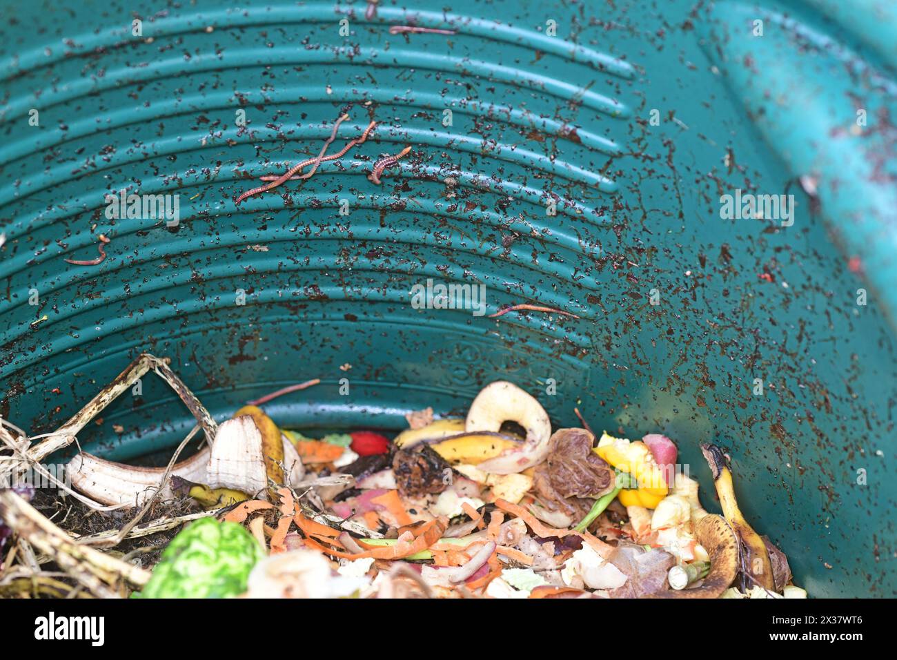 vers de jardin mangeant des déchets alimentaires dans un bac à compost Banque D'Images