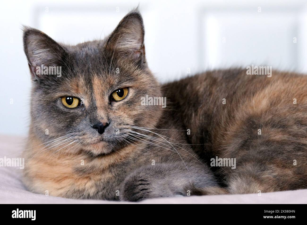 British shorthair cat Banque D'Images