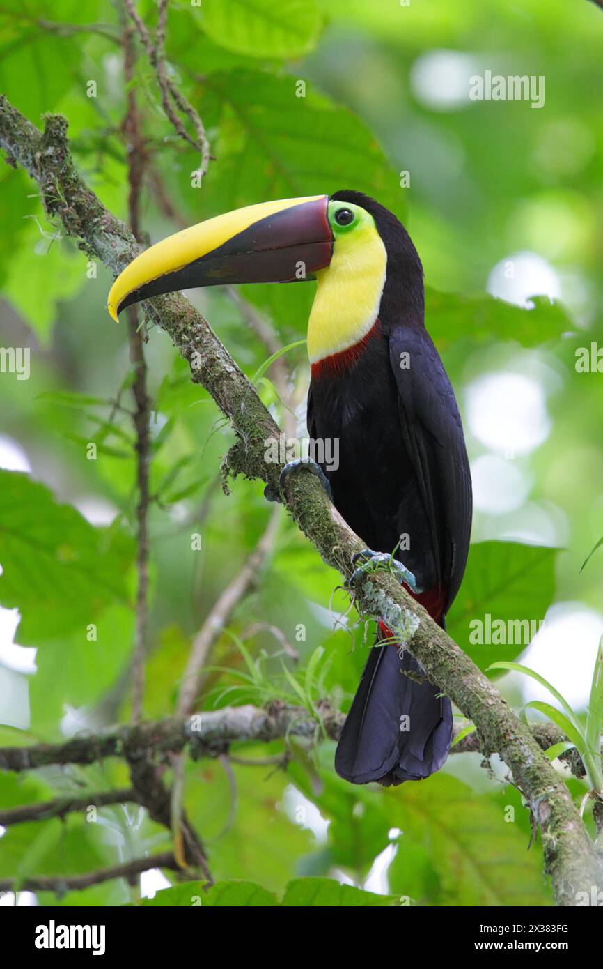 Portrait vertical d'un toucan adulte mandibé de châtaignier (Ramphastos swainsonii), Station biologique de la Selva, Costa Rica mars 2014 Banque D'Images